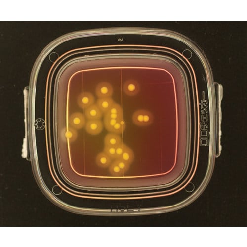 【冷】DDチェッカ−(細菌検出用培地)MSEY寒天