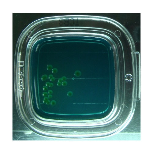 【冷】DDチェッカ−(細菌検出用培地)TCBS寒天