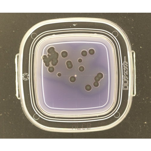 【冷】DDチェッカ−(細菌検出用培地)MLCB寒天