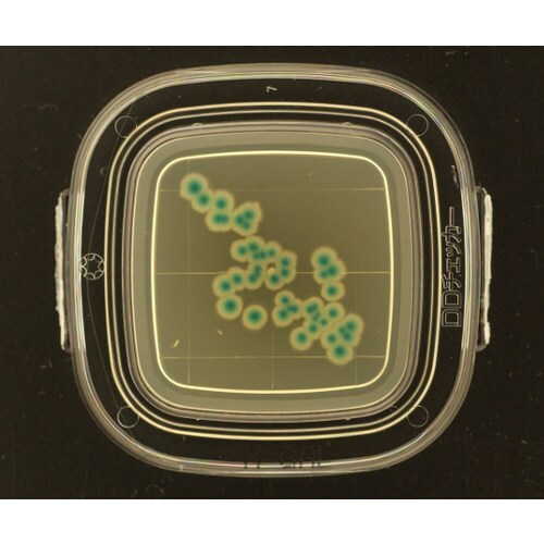 【冷蔵】DDチェッカ− X−GAL寒天培地