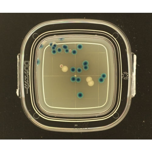 【冷蔵】DDチェッカ−(細菌検出用培地)MAX寒天