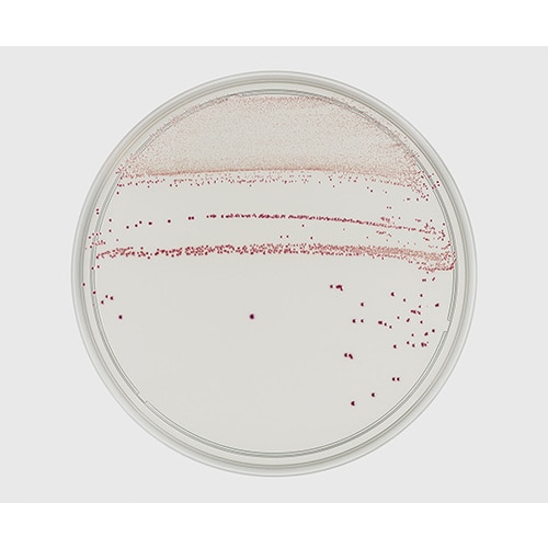 【冷蔵】252950 クリアーHT寒天培地