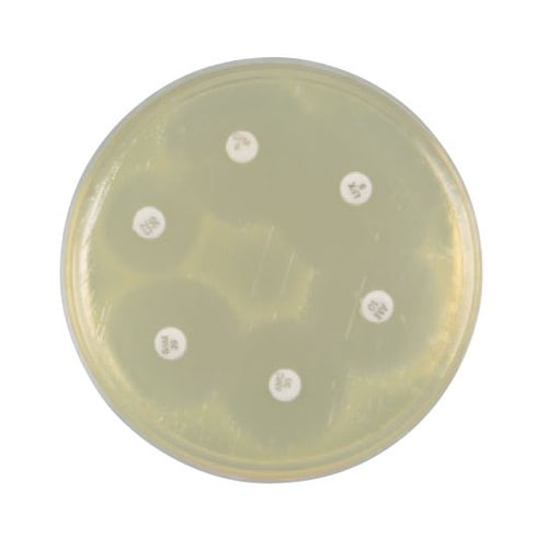 【冷蔵】251954 ヘモフィルステスト寒天培地