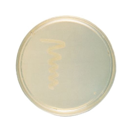 【冷蔵】251183 スクリーン寒天培地 20枚