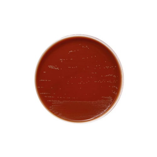 【冷蔵】256271チョコレートII寒天培地20枚