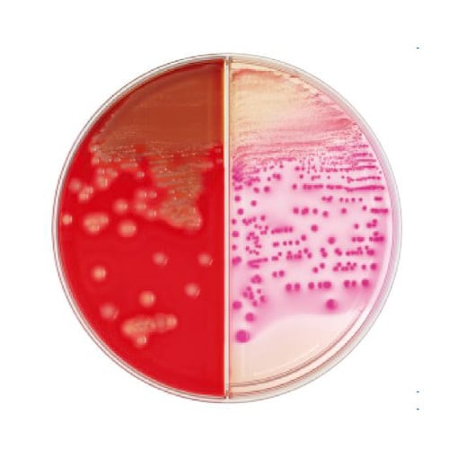 【冷蔵】251600血液/マッコンキーII寒天培地