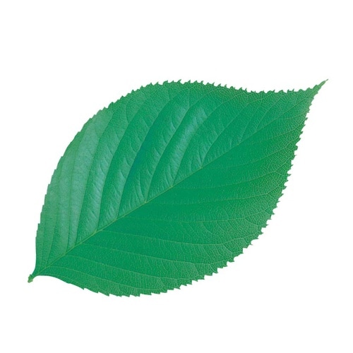 型抜きクリアシート(200枚) 65787 木の葉