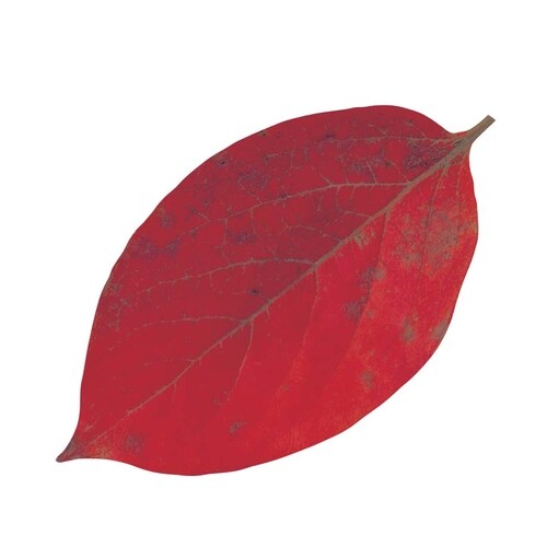 型抜きクリアシート(200枚) 65369 柿の葉