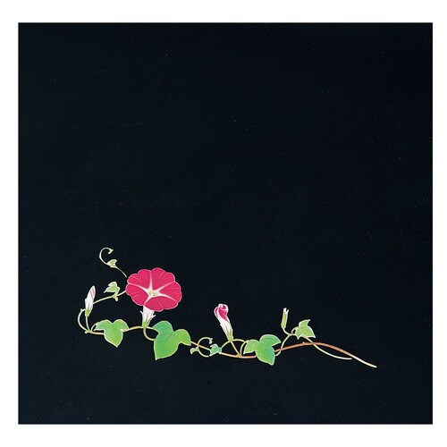 OPクリア四季 朝顔(200枚入) OS−15−8