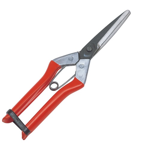 GS #2290 大福 青果鋏