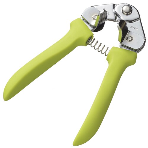 新ぎんなん坊主