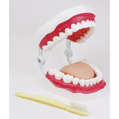 大型歯みがき指導模型 大