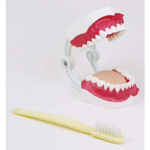 大型歯みがき指導模型 小