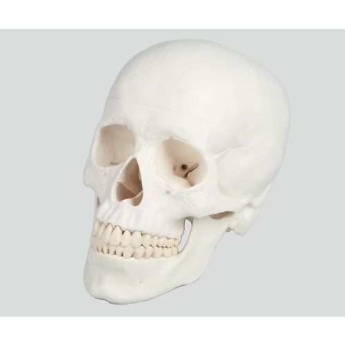 頭蓋3分解モデル 180×190×120