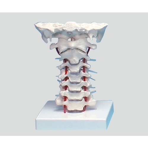 頸椎モデル 180×160×125