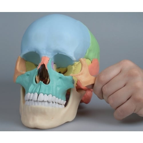 頭蓋22分解モデル 220×150×220