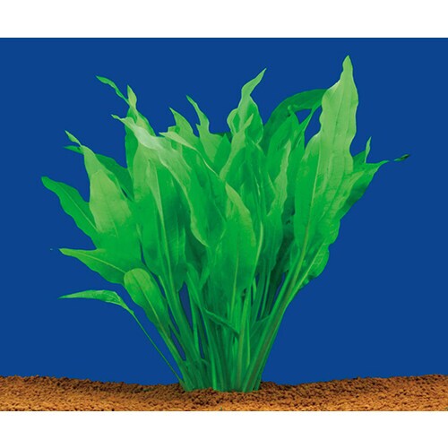 試験・研究用水草 アマゾンソード