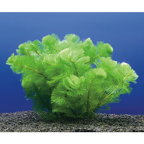 試験・研究用水草 カボンバ