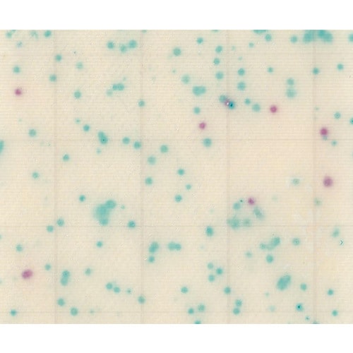 【冷蔵】MCMediaPad 大腸菌・大腸菌群用