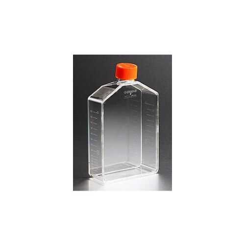 431466 フラスコ無処理 175cm