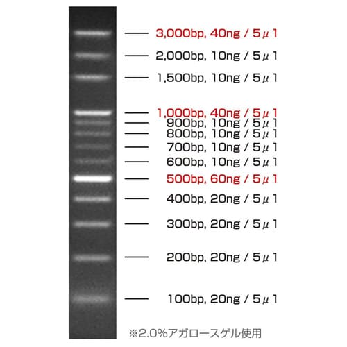 DNAラダーマーカー 100bp