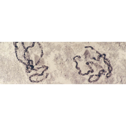 吉田生物研究所 唾腺染色体プレパラート 5P