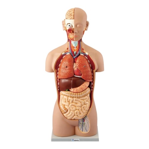 ケニス 人体解剖模型(トルソー型) AL−16