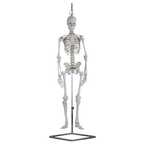 ケニス 人体骨格模型 MS−80