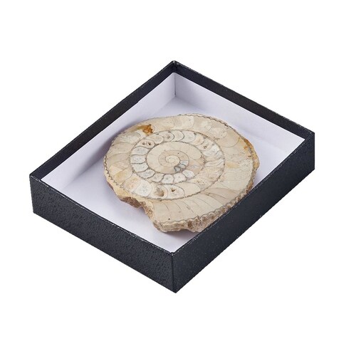 標本ケース(紙製) 大(10個組)