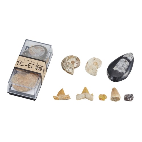 化石箱(化石セット) CB