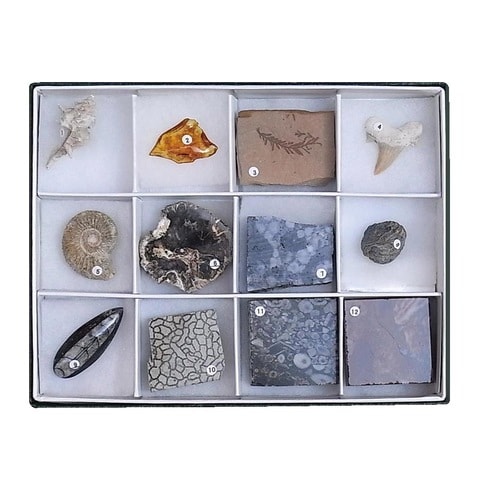 標準化石標本 12TS