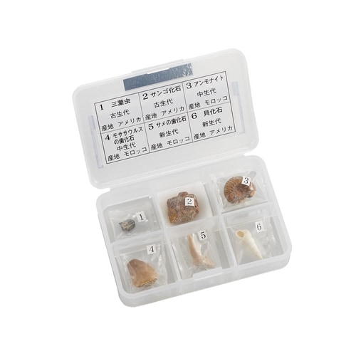 標準化石セット 6KS