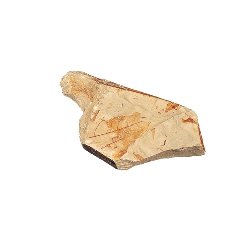 化石標本 木の葉化石