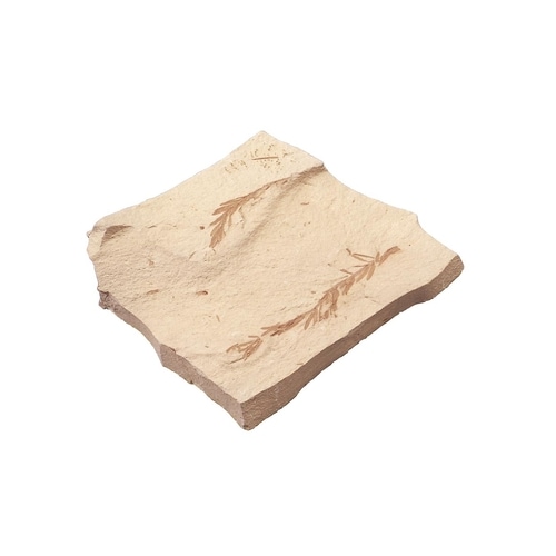 化石標本 メタセコイア