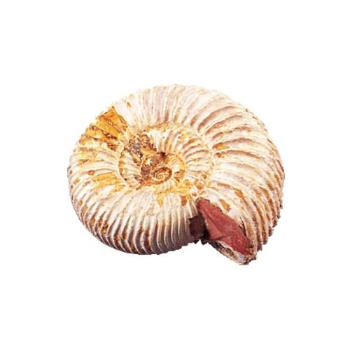 ケニス 化石標本 11470915