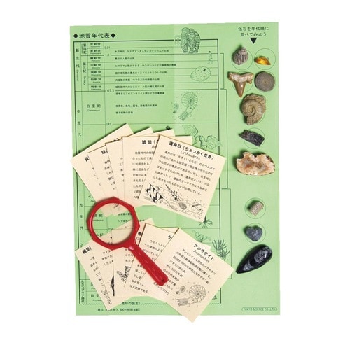 ケニス 化石コレクション FS08