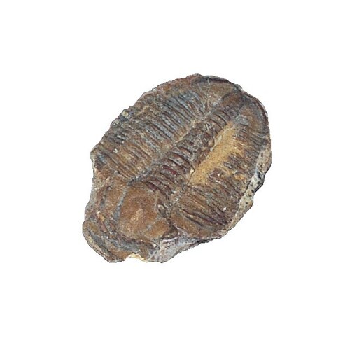 化石標本 三葉虫 エルラシア母岩付