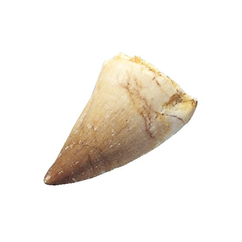 化石標本 モササウルスの歯化石