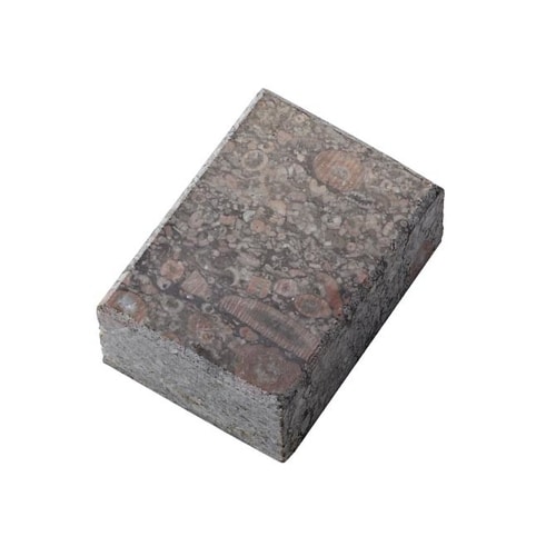 ウミユリの化石