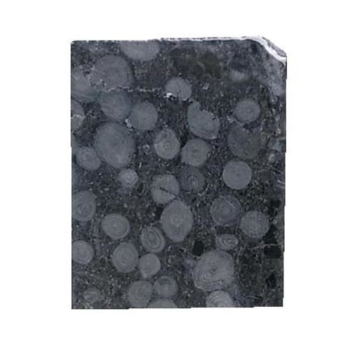 ケニス 化石標本 フズリナ石灰岩