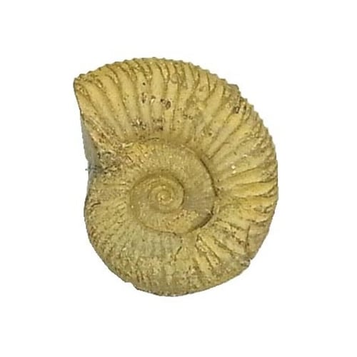 ケニス 化石標本 11470974