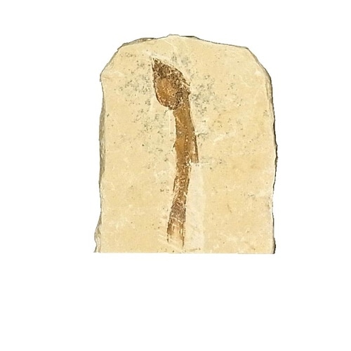 ケニス 化石標本 魚の化石(ダスティルベ属)