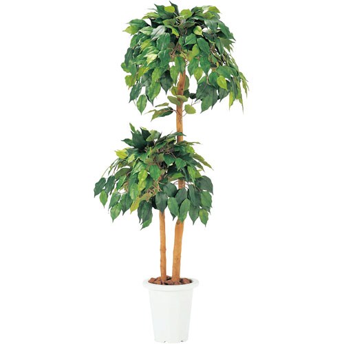 人工樹木 ベンジャミン