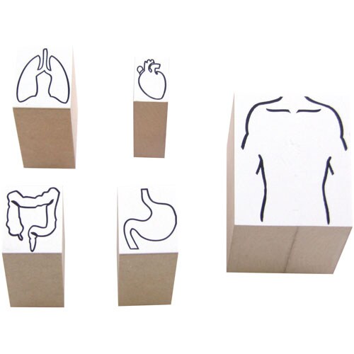 人体図型ゴム印セット 体5種セット