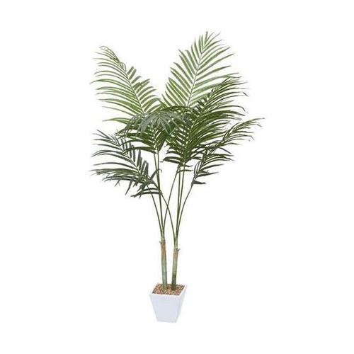 GLA−1369 GR アレカパーム