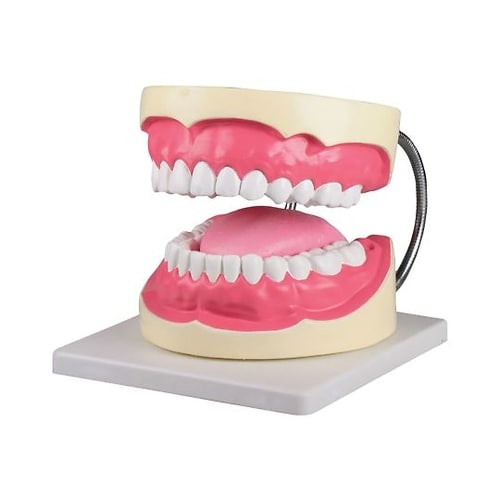 D216 特大歯磨き指導模型