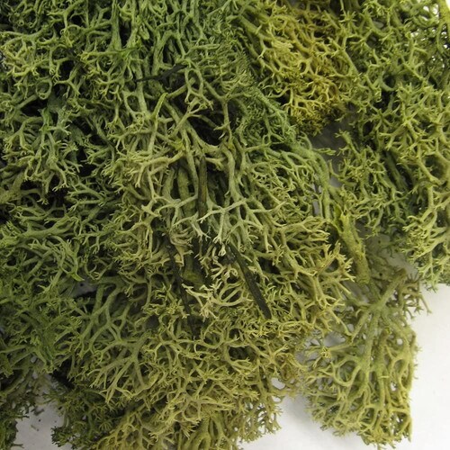 ジオラマモス アンティークグリーン 5個入