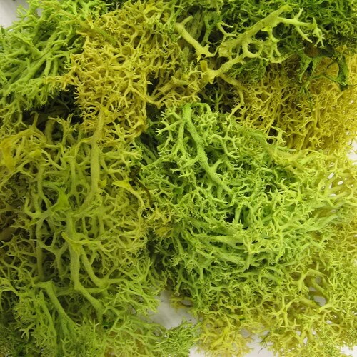 ジオラマモス スプリンググリーン 5個入