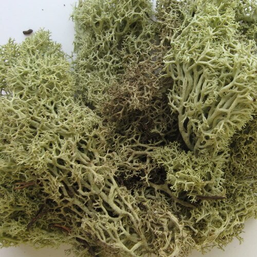 ジオラマモス モスグリーン 5個入