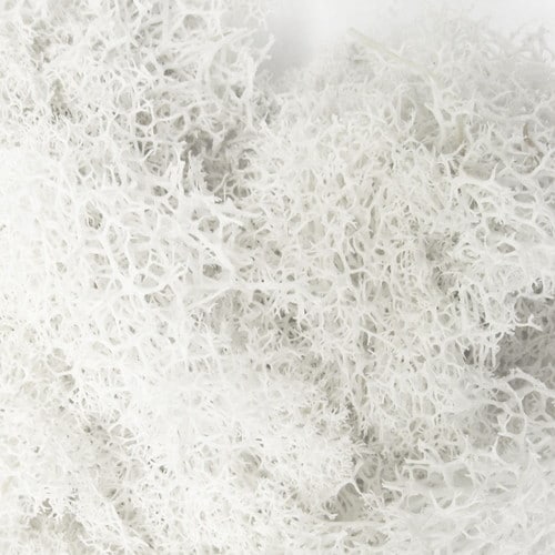 ジオラマモス ホワイト 5個入